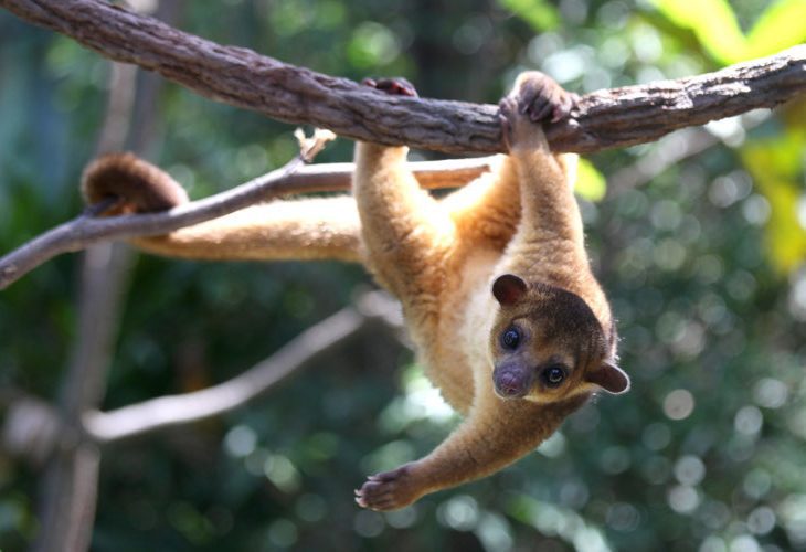 meet kinkajou